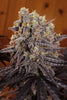 Frosty's Kush Pie