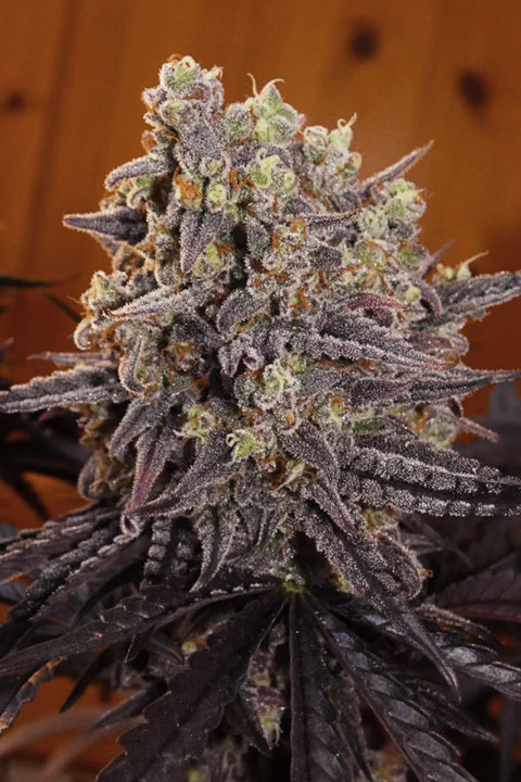 Frosty's Kush Pie