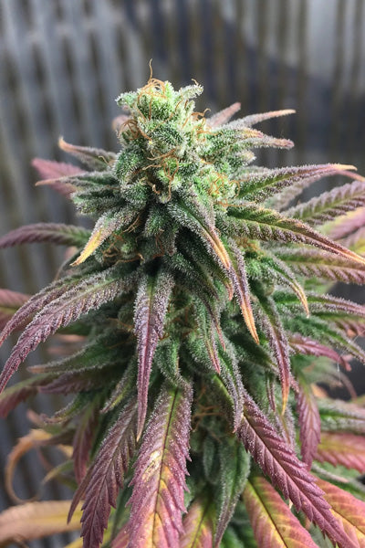 Frosty's Lemon Pie