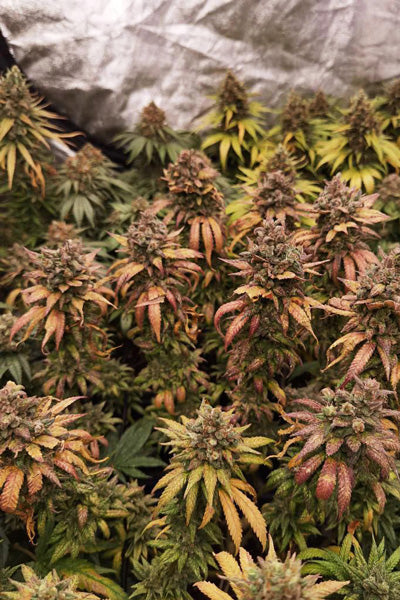 Frosty's Lemon Pie