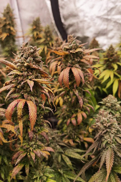 Frosty's Lemon Pie