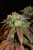 Frosty's Lemon Pie
