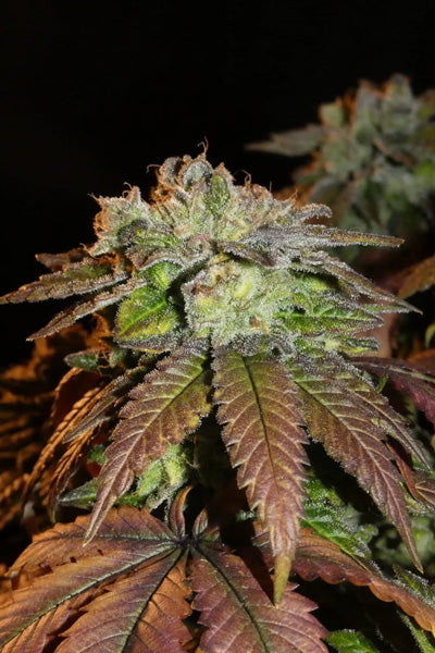 Frosty's Lemon Pie
