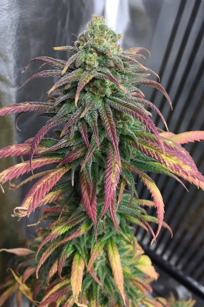 Frosty's Lemon Pie