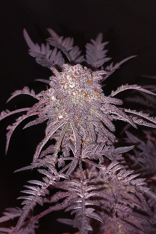 Frosty's Purple Freak