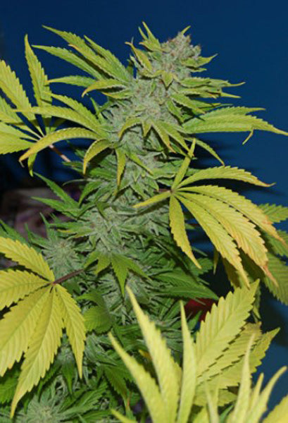 G13 x Skunk – Mandala Seeds Shop