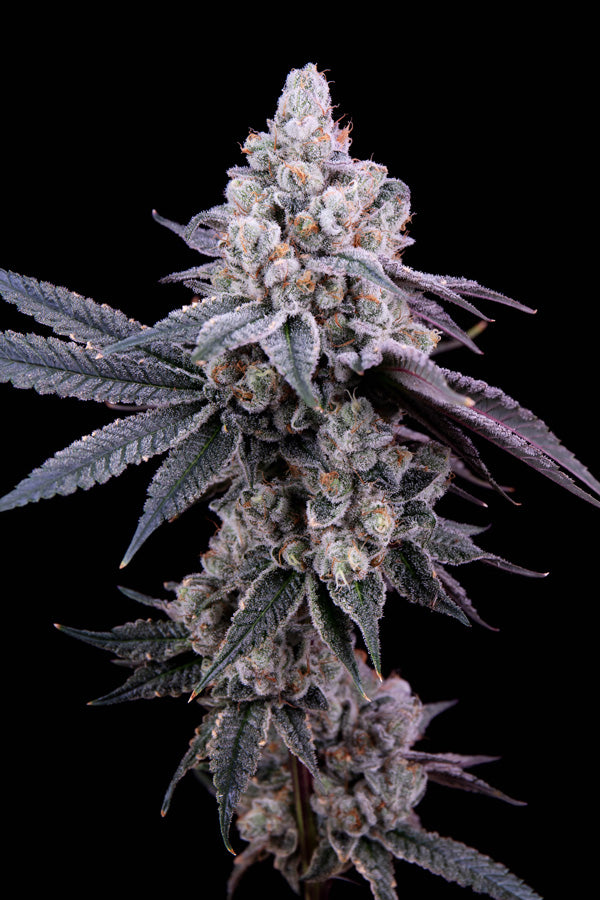 Garlic Fever (F1) Black Label