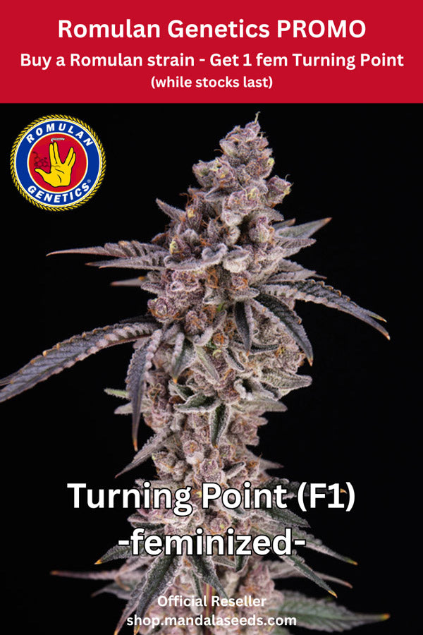 Garlic Fever (F1) Black Label