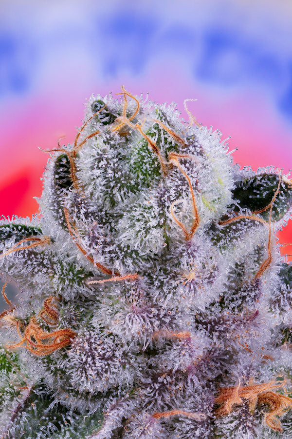 Garlic Fever (F1) Black Label