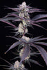 Garlic Fever (F1) Black Label