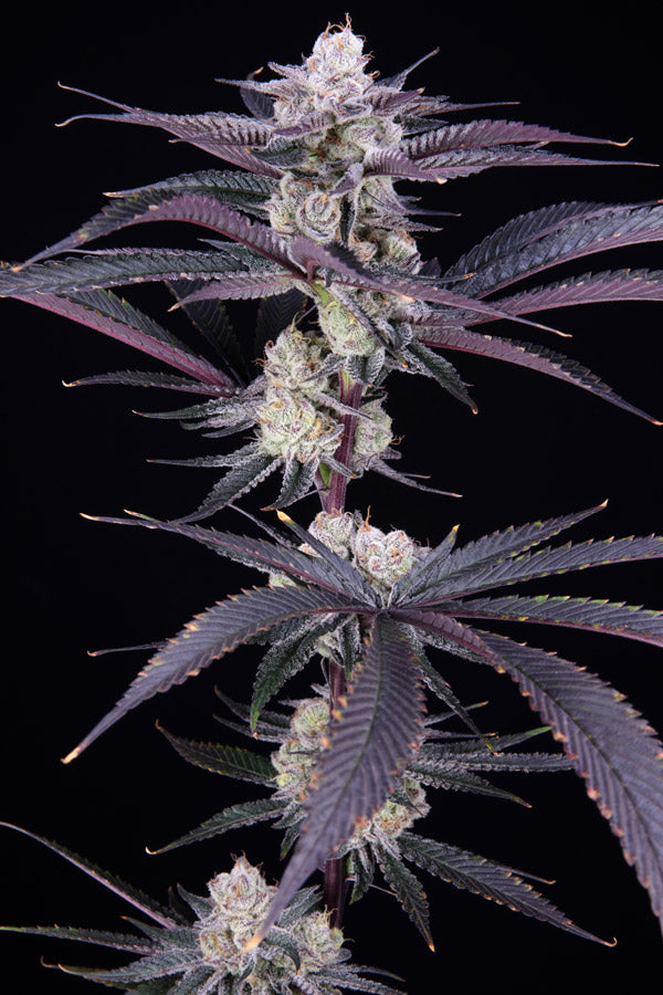 Garlic Fever (F1) Black Label