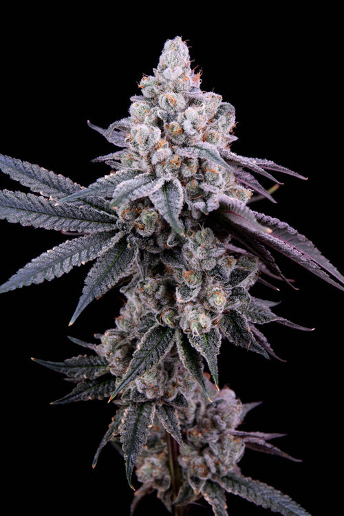 Garlic Fever (F1) Black Label