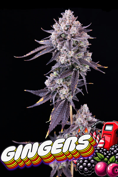 Gingers (F1)