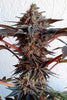 Golosa - Mandala Seeds Shop Delicious Seeds