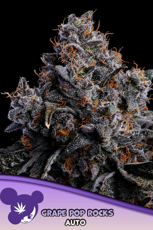 Grape Pop Rocks Auto