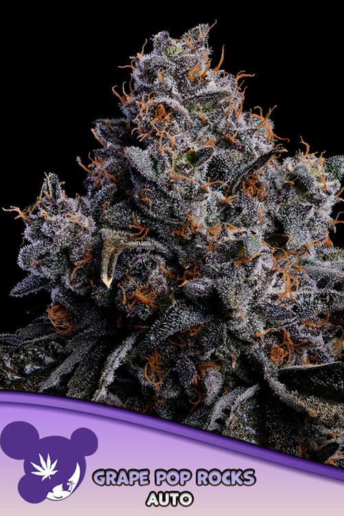 Grape Pop Rocks Auto