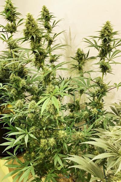 Guawi - Mandala Seeds Shop Ace Seeds