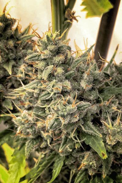 Guawi - Mandala Seeds Shop Ace Seeds