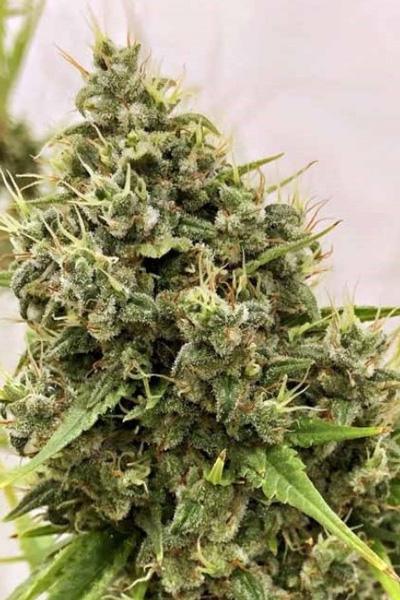 Guawi - Mandala Seeds Shop Ace Seeds