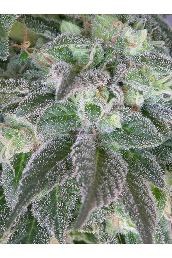 Hashberry - Mandala Seeds Shop Mandala Seeds