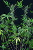 Hindu Kush Hash Plant