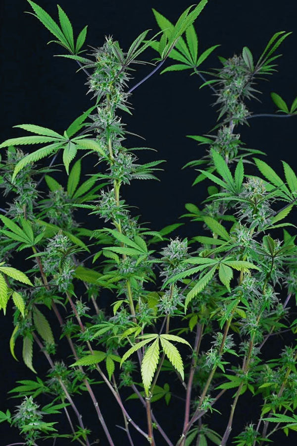 Hindu Kush Hash Plant