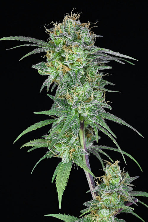 Hindu Kush Hash Plant