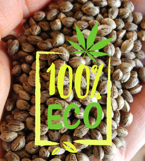 HASHBERRY · Mandala Seeds · cannabis samen - Reg