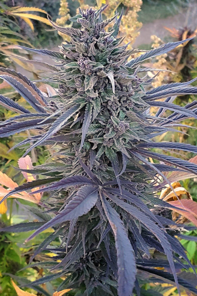 Hopar Valley #2 (10 regular seeds) - Mandala Seeds Shop Indian Landrace Exchange