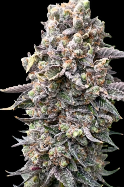 Insane OG (LE)