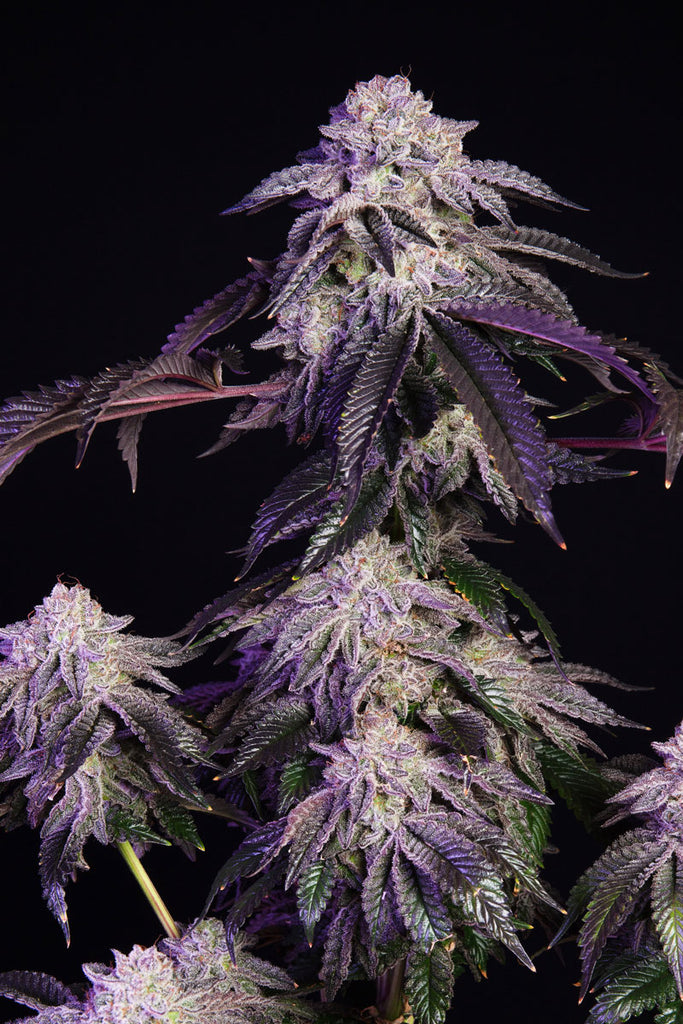 Irie Maiden (F1) Black label