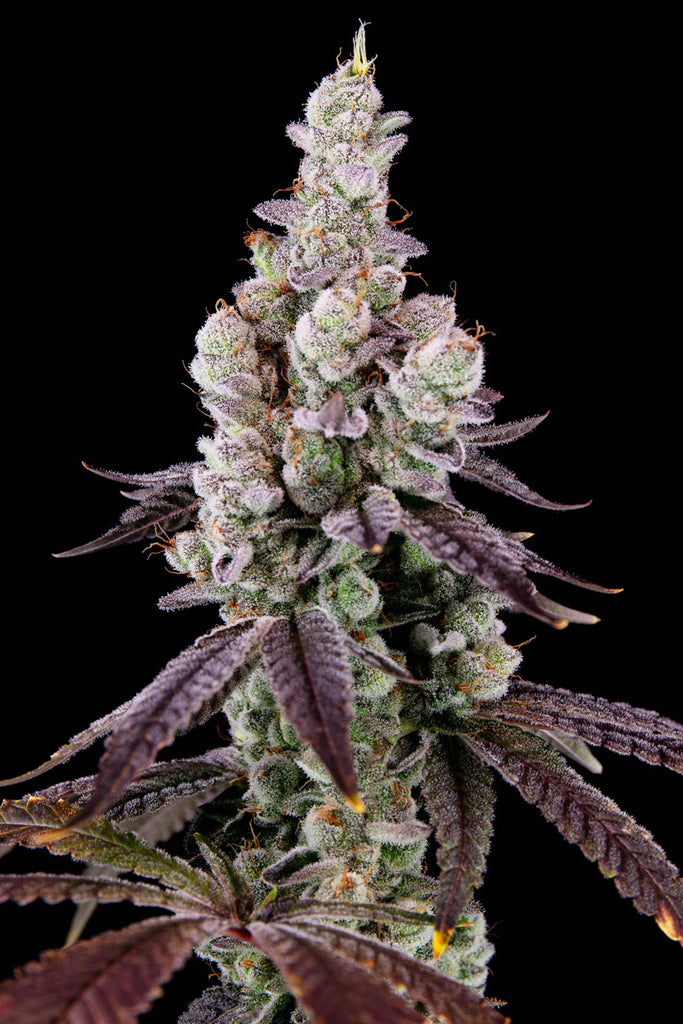 Irie Maiden (F1) Black label