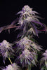 Irie Maiden (F1) Black label