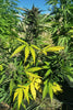 Izno CBG Auto