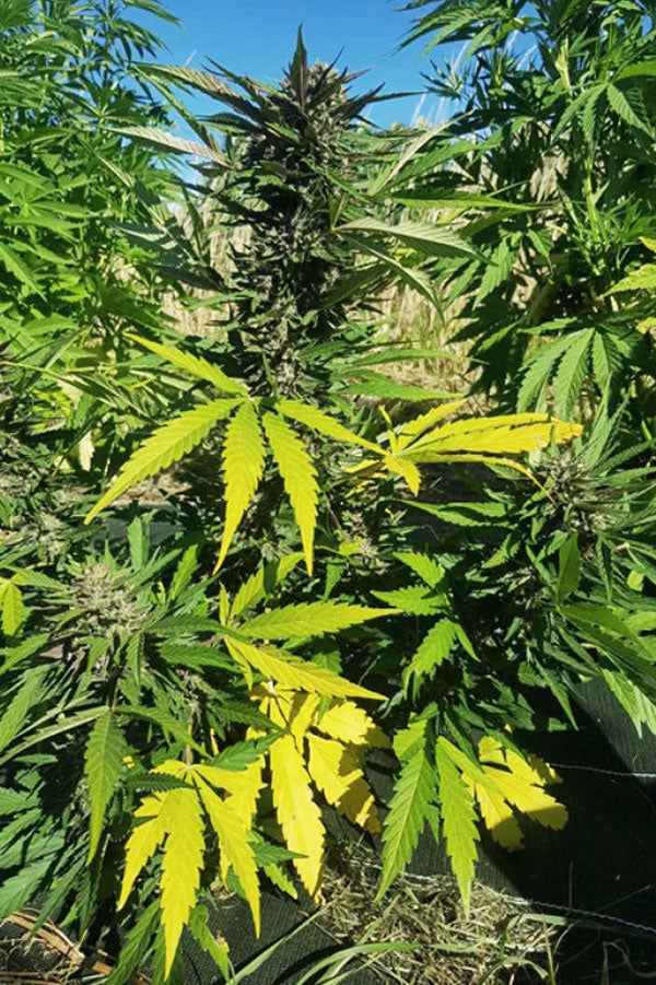 Izno CBG Auto