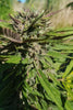 Izno CBG Auto