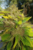 Izno CBG Auto