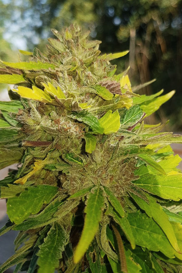 Izno CBG Auto