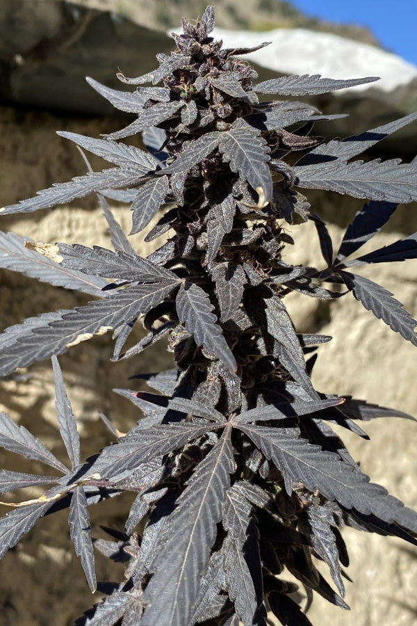Kalash Valley Black