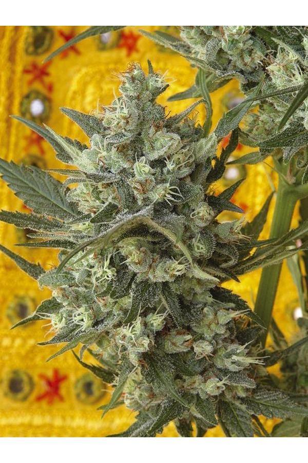 Kalichakra - Mandala Seeds Shop Mandala Seeds