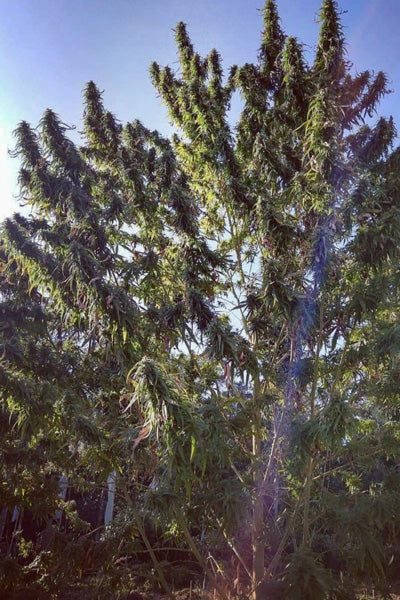 Kalimpong (10 regular seeds) - Mandala Seeds Shop Indian Landrace Exchange