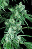 Kandy Kush - Mandala Seeds Shop Reserva Privada