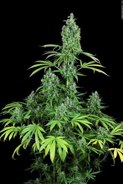 Kandy Kush - Mandala Seeds Shop Reserva Privada