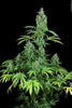 Kandy Kush - Mandala Seeds Shop Reserva Privada