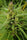 Kashmir Baramulla (10 regular seeds) - Mandala Seeds Shop Indian Landrace Exchange