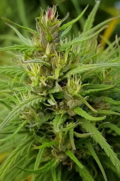 Kashmir Baramulla (10 regular seeds) - Mandala Seeds Shop Indian Landrace Exchange
