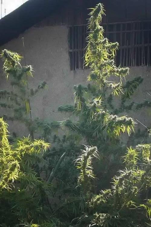 Kerala Gold (10 regular seeds) - Mandala Seeds Shop Indian Landrace Exchange