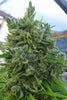 Killer A5 Haze - Mandala Seeds Shop Ace Seeds