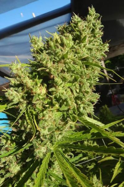 Killer A5 Haze - Mandala Seeds Shop Ace Seeds