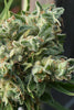 Killer A5 Haze - Mandala Seeds Shop Ace Seeds